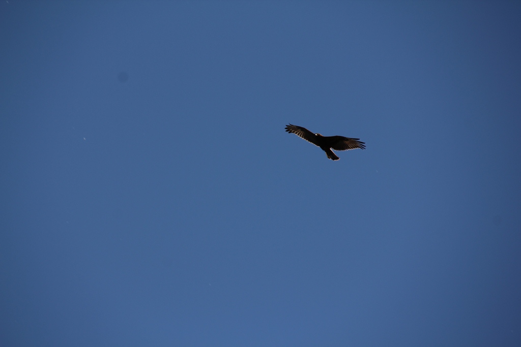 Black Kite in flight