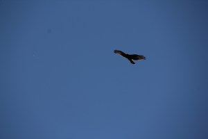 Black Kite in flight