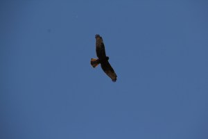 Black Kite in flight.
