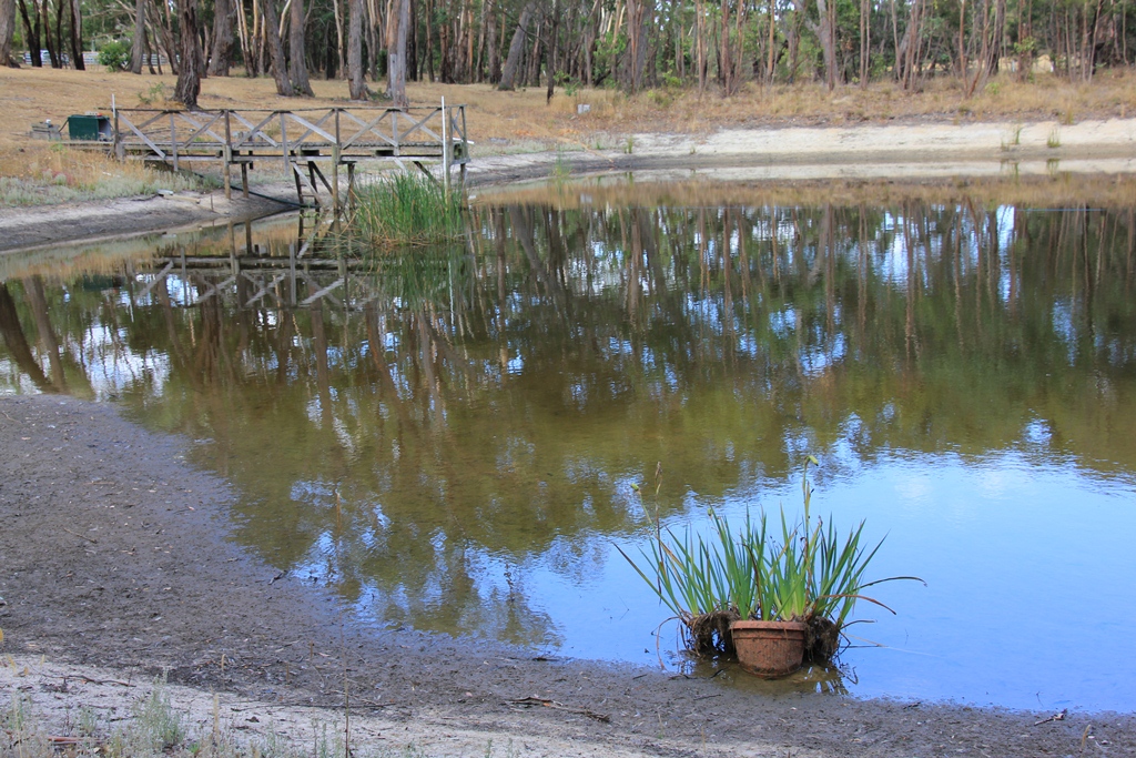 Iris in terracotta pot