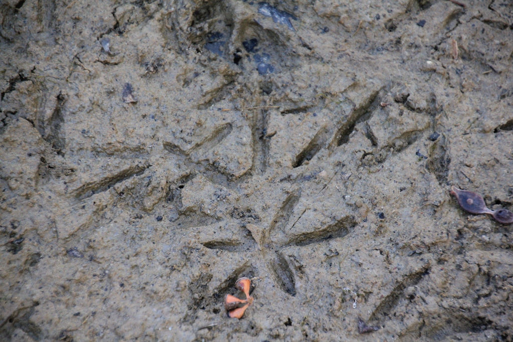 Wading bird footprints in mud