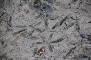 Wading bird footprints in mud