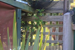 Wren sitting on lattice fence