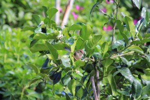 Female Superb Fairy Wren