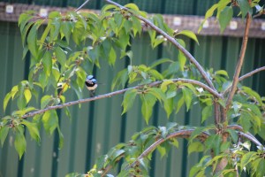 Superb Fairy Wren with moth