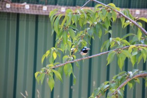 Superb Fairy Wren with moth