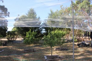 Bird netting over the orchard.
