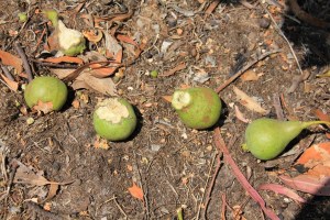 Pears on the ground