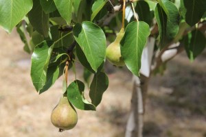 Pears on a pear tree