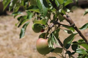 Apples growing on a tree.