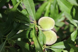Stone fruit