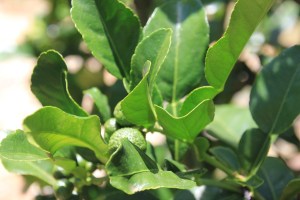 Kafir Lime Tree