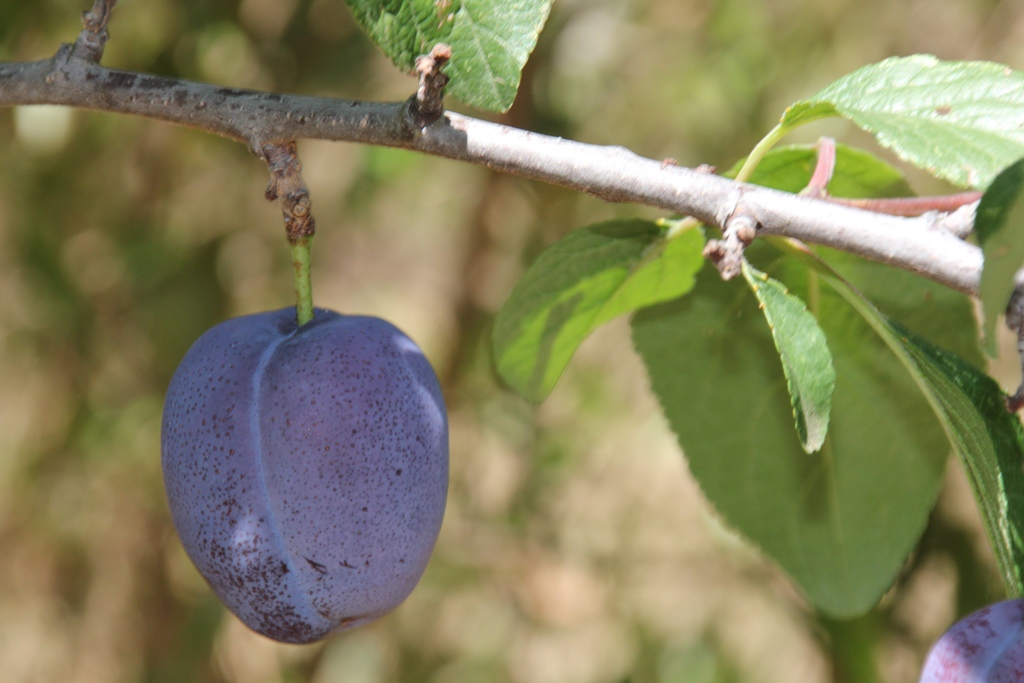 Fruit and Vegetables
