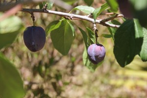 Plums