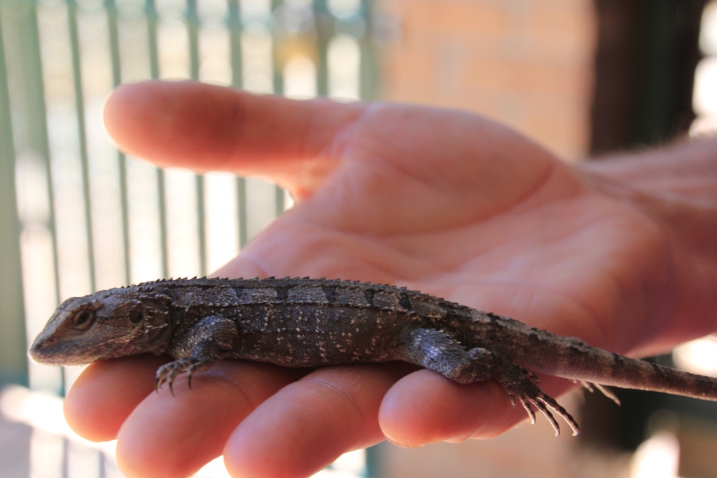 The Jacky Dragon lizard