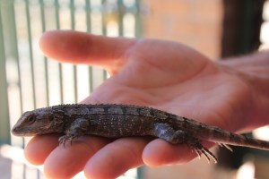 The Jacky Dragon lizard