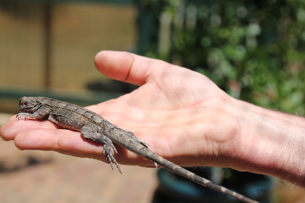 The preferred habitat of the Jacky Dragon is among rocks, and under or on fallen branches. Our fernery sounds perfect, and we suspect this is where Clio found him, but we released him outside the cat enclosure to give him the best chance of surviving. There are plenty of rocks and fallen branches out there too.