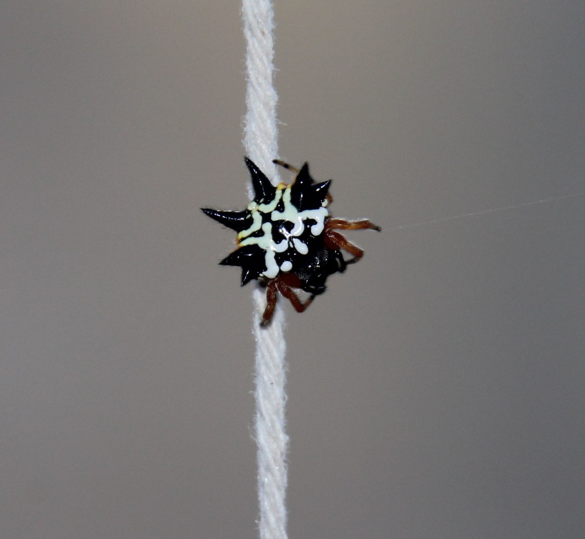 Austracantha Minax (Christmas Spider, Jewell Spider or Six Horned&nbsp;Spider)