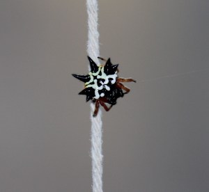 Jewell Spider on bean support rope