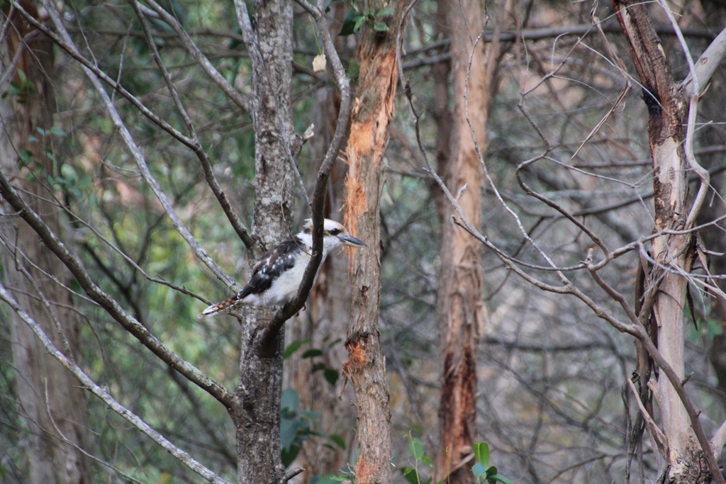Laughing Kookaburra