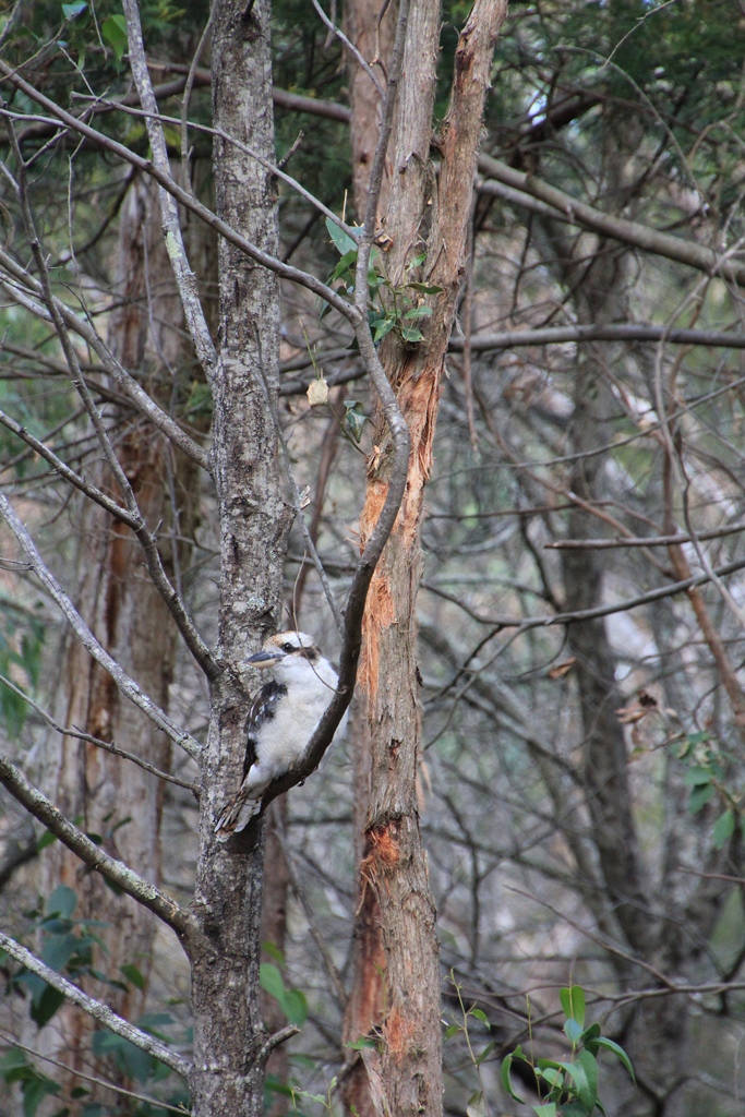 This Kookaburra seems to be solitary, but is probably a subordinate to the dominatent pair, 