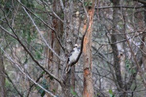 Kookaburra