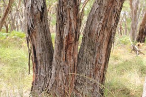 Rough-barked tree trunks