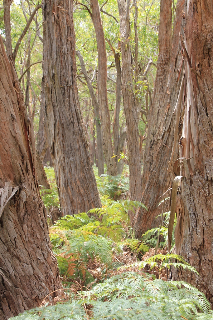 Rough-barked tree trunks.