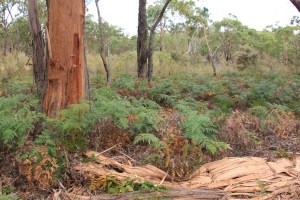 Stripped tree with bark on the ground