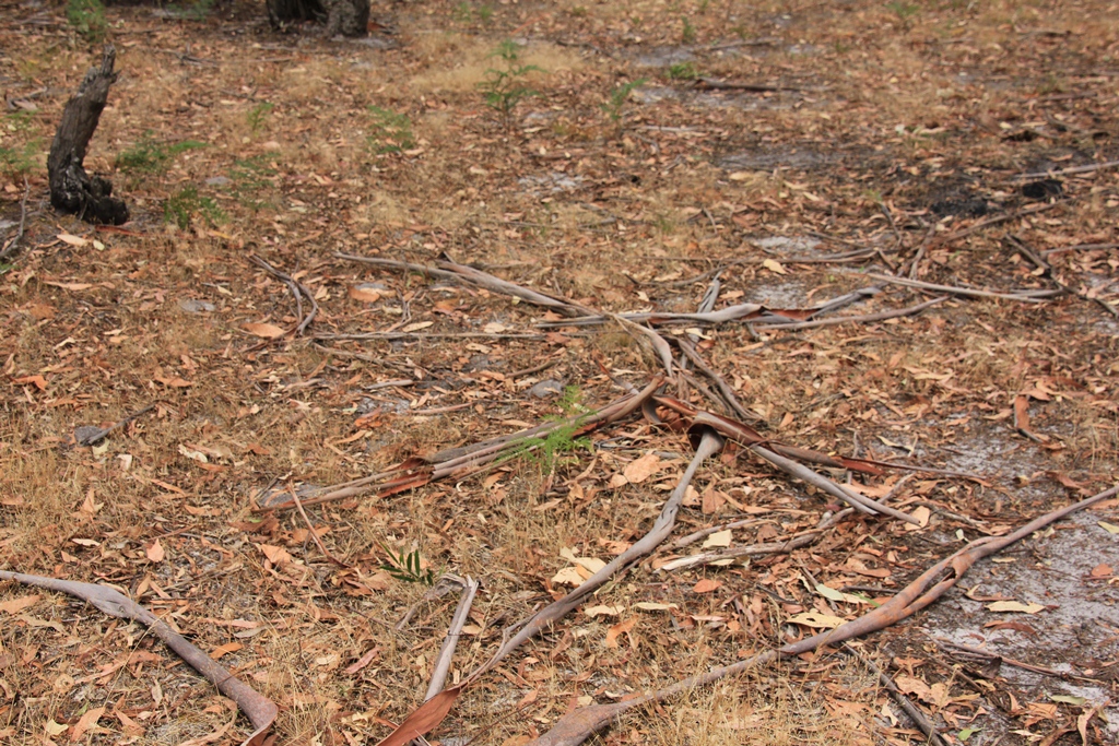 Walking path with scattered bark