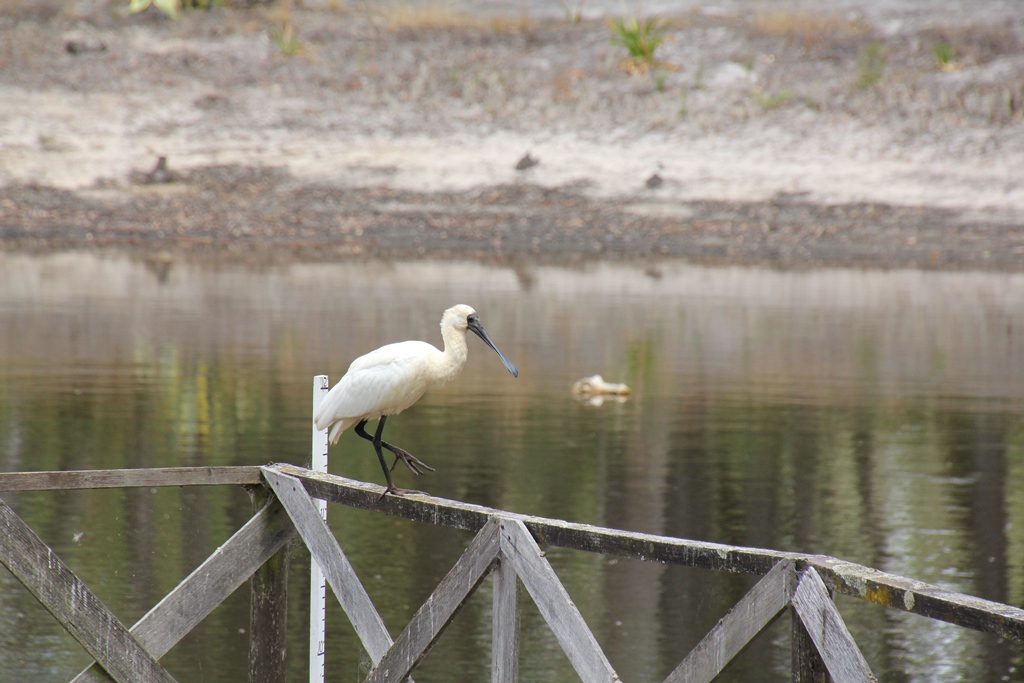 Royal Spoonbill
