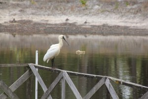 Royal Spoonbill