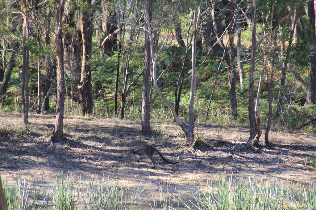 Swamp Wallaby at the dam