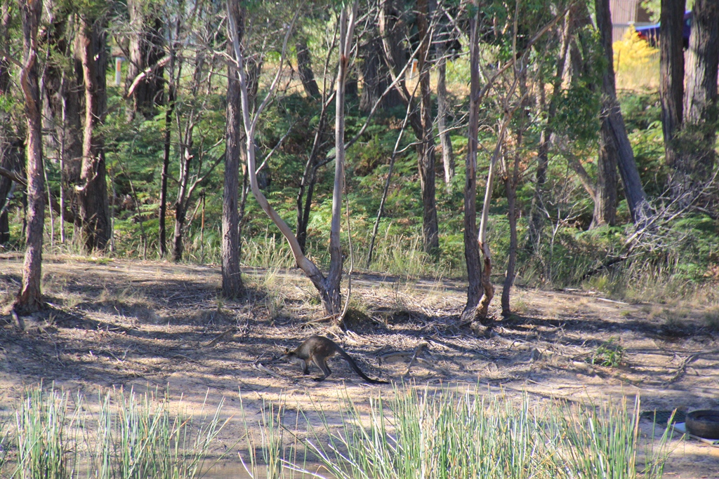 Swamp Wallaby