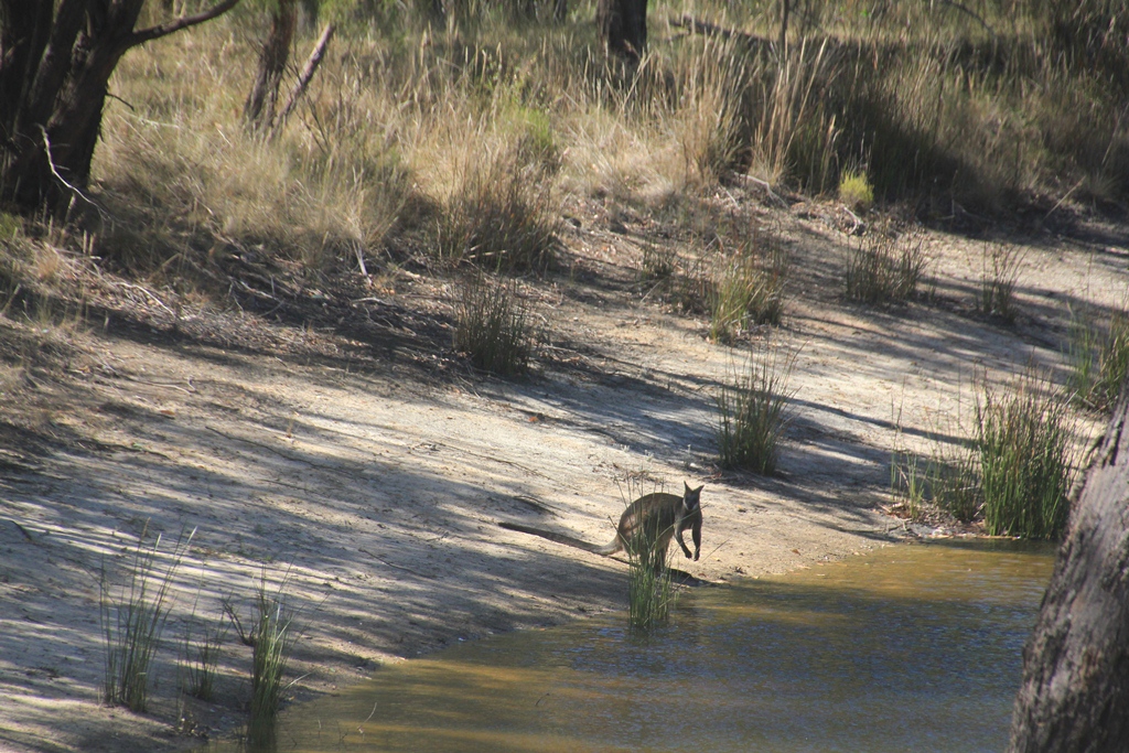 Swamp Wallaby Drinking