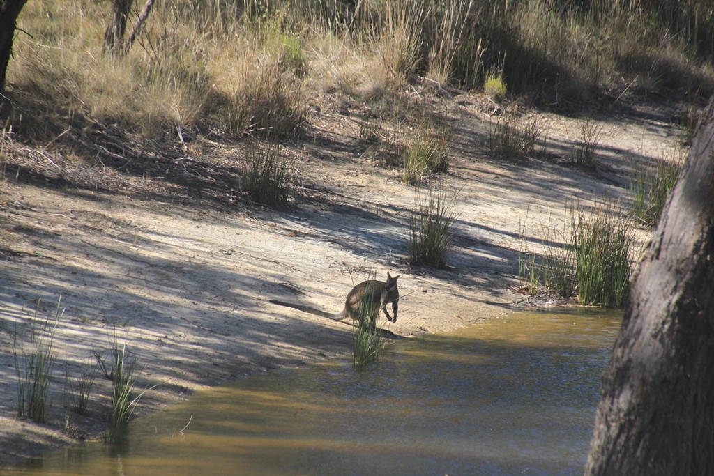 Swamp Wallaby Drinking