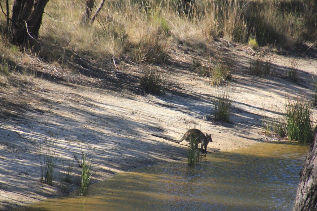 Swamp Wallaby Drinking