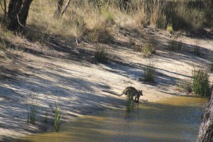 Swamp Wallaby Drinking