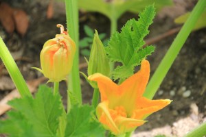 Zucchini flowers
