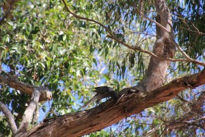 Blackwing Currawong