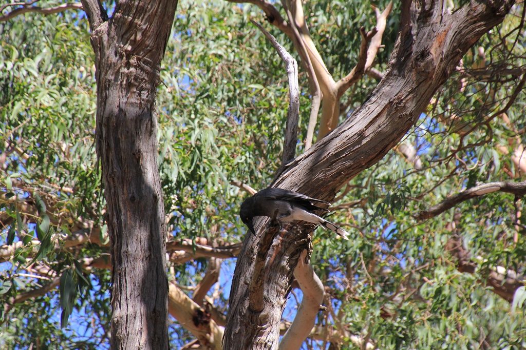 Blackwing Currawong