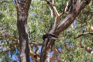 Blackwing Currawong