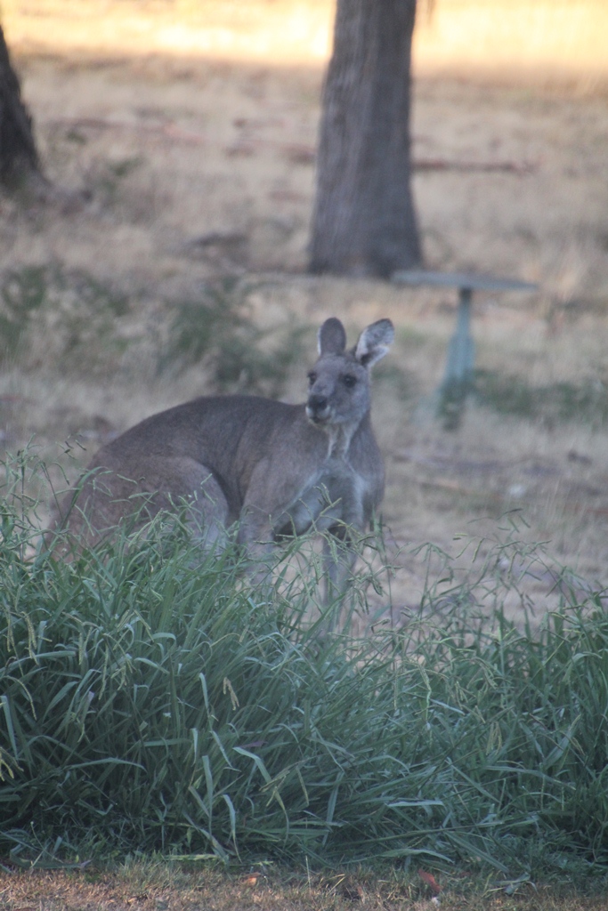 Eastern Grey Kangaroo