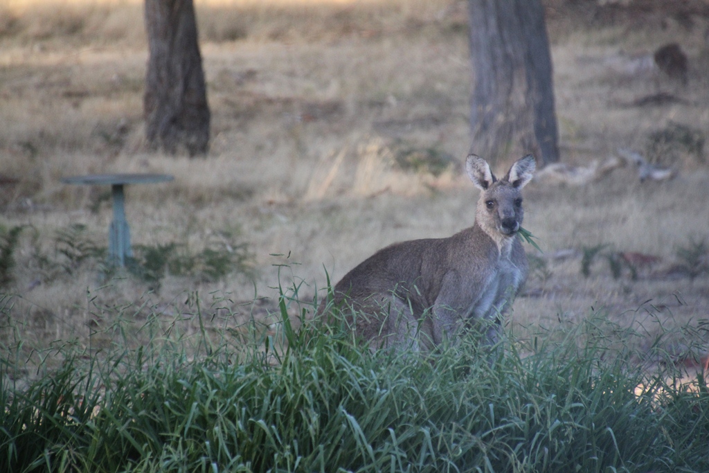 Eastern Grey Kangaroo