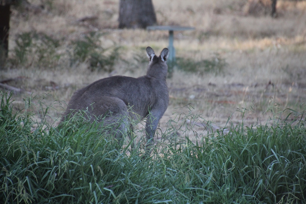 Eastern Grey Kangaroo