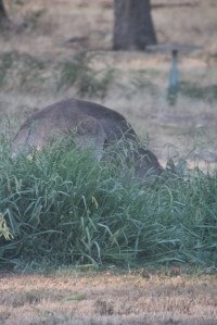 Eastern Grey Kangaroo