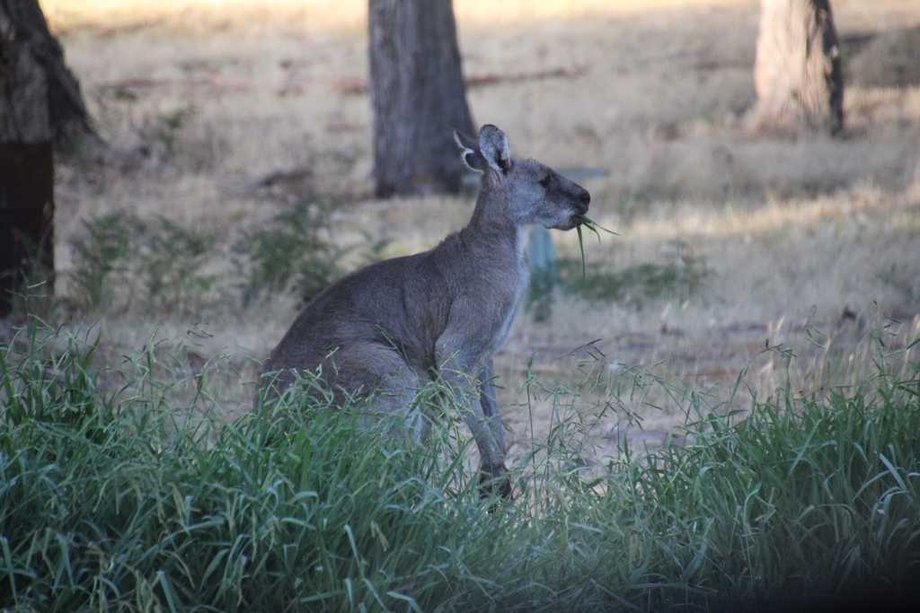 Eastern Grey Kangaroo
