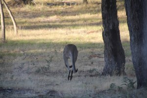 Eastern Grey Kangaroo