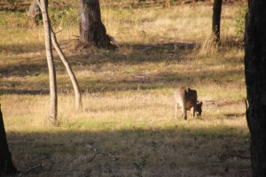 Eastern Grey Kangaroo