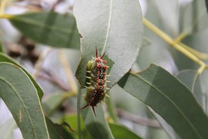 Four Spotted Cup Moth Caterpillar